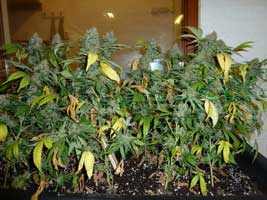 Ready To Harvest Marijuana plant