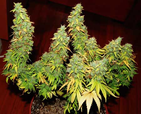 These buds are fat at harvest, but notice that the leaves have mostly turned yellow - this is completely normal. Click for closeup picture!