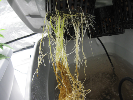 A closeup of marijuana roots with root rot in a hydroponic DWC setup