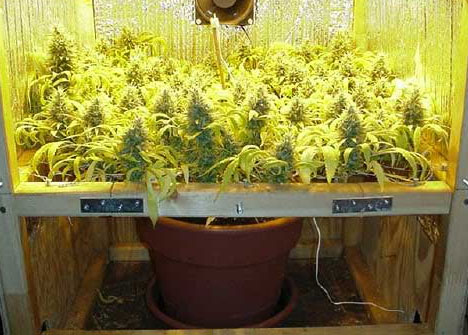 ScrOG technique in action!