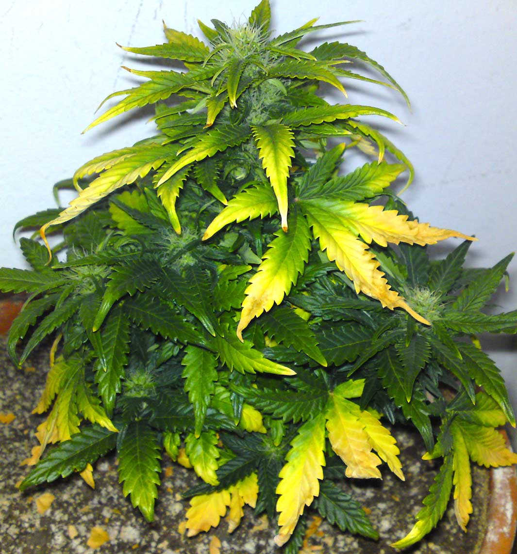 marijuana seeds michigan dispensary