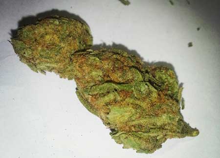 Smelly cannabis closeup
