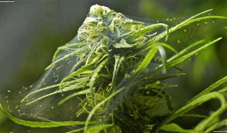 Click for closeup of cannabis buds covered in spider mite webbing