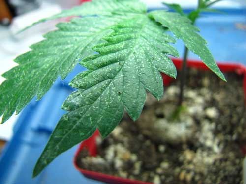 Spider mite marks on cannabis leaf