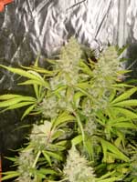 Marijuana - not quite ready for harvest