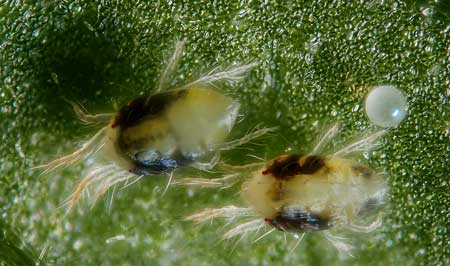 Extreme closeup of spider mites with egg