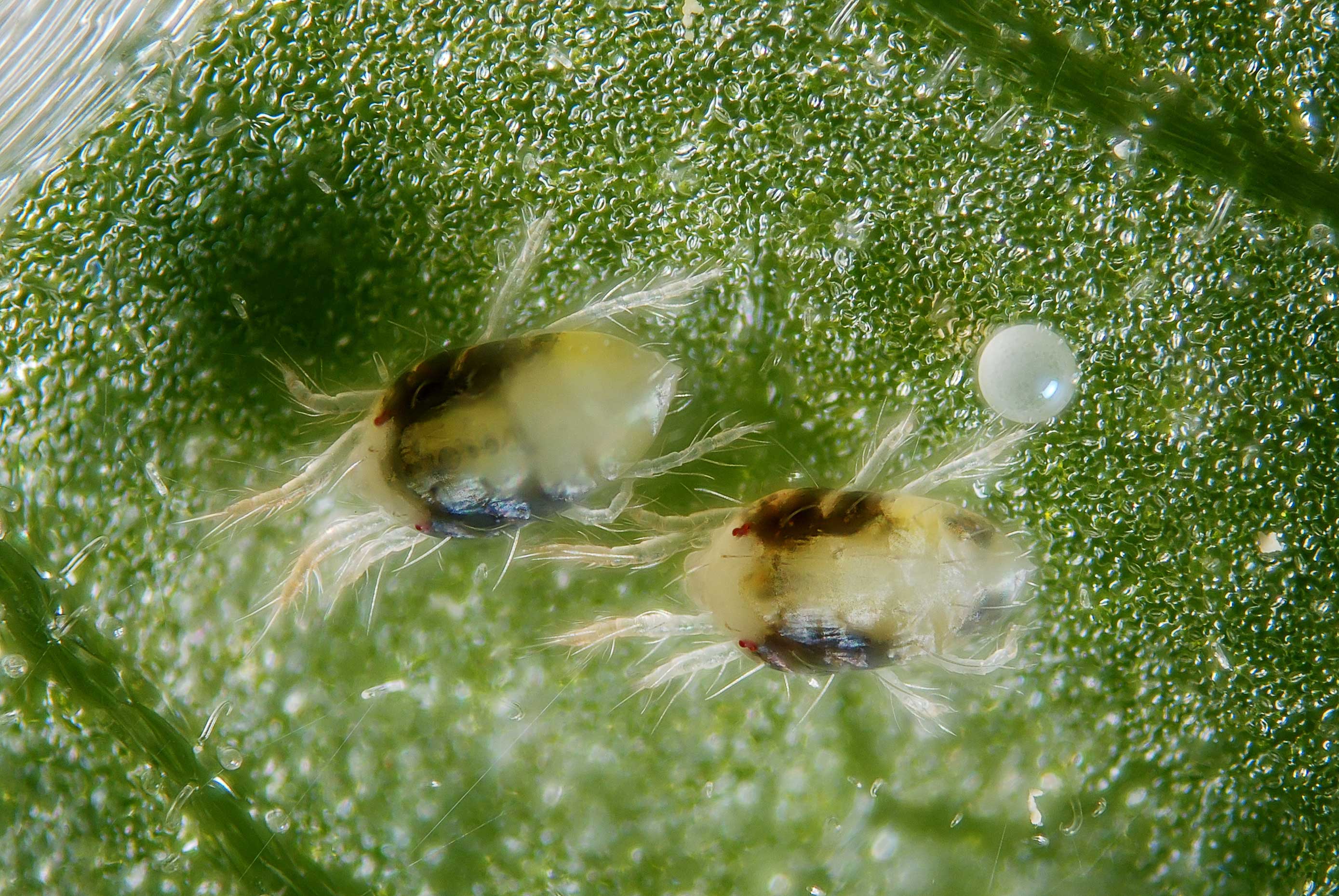 spider-mites-growing-exposed