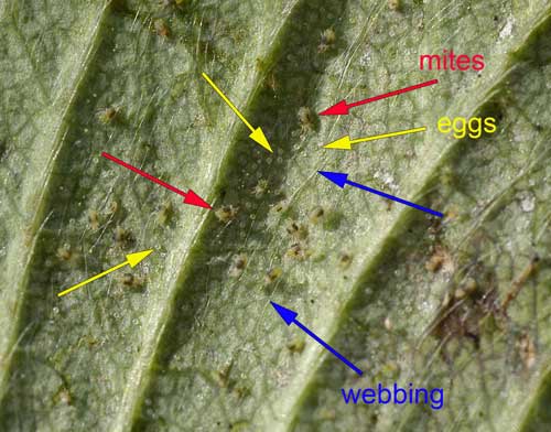 Adult spider mites with eggs