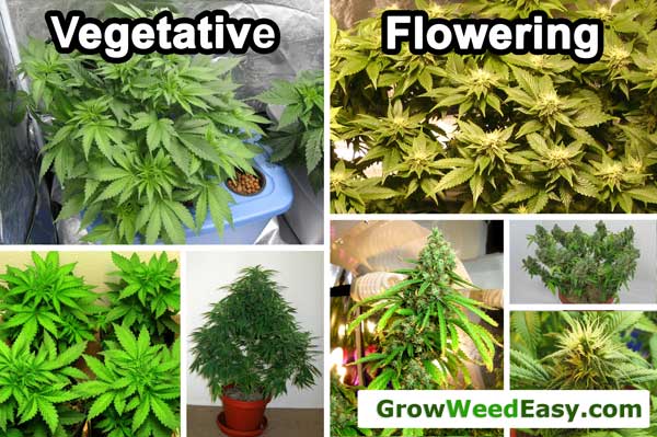 See the difference between vegetative and flowering marijuana plants