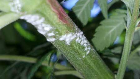 White powdery mildew along the stem of an unlucky cannabis plant
