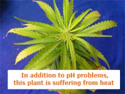 In addition to pH problems, this marijuana plant is suffering from heat