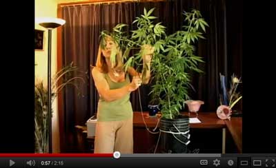 Low stress training (LST) marijuana video