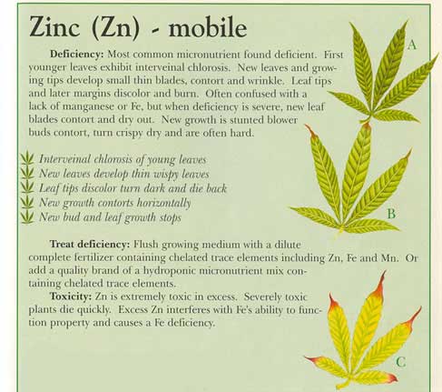 zinc-info-marijuana.jpg