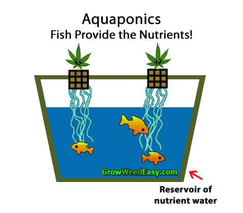 Growing cannabis with Aquaponics (plants get nutrients from live fish) hydroponics diagram