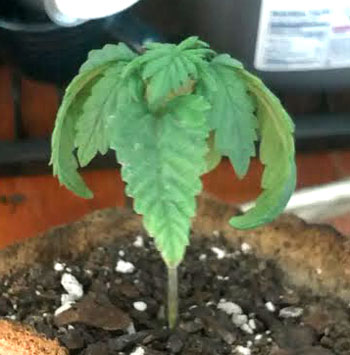 Overwatered marijuana seedling