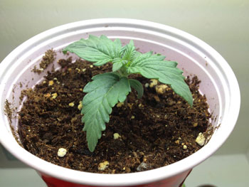 Overwatered marijuana seedling