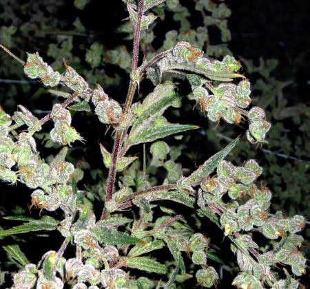 Dr. Grinspoon is a weird-looking form of foxtailing, but it makes good cannabis!