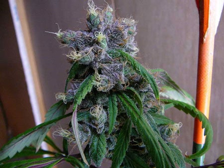 Example of an exotic purple cannabis bud with natural foxtails