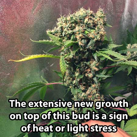 Example of heat and light stress - the extensive new growth at the top of the bud is caused by the grow light being too close!